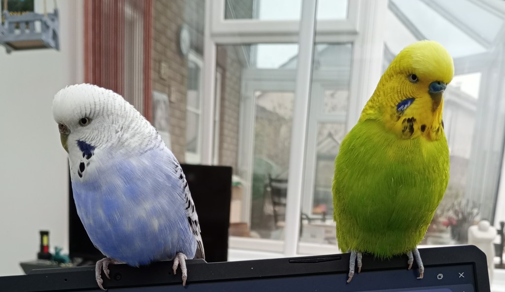 Two budgies sitting on my laptop.